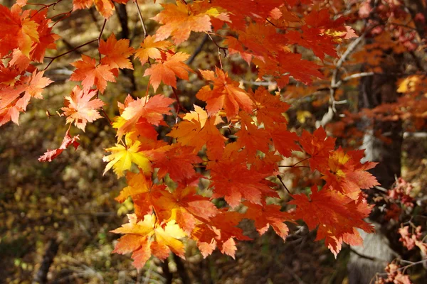 Осень в красном — стоковое фото