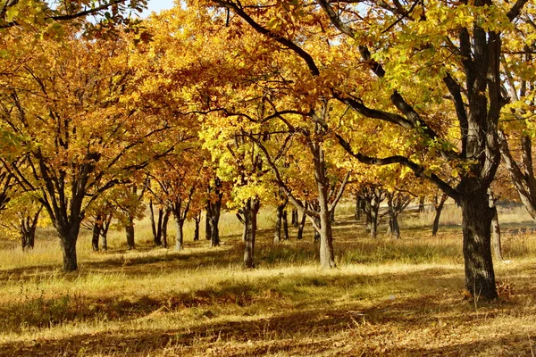 Золота осінь — стокове фото
