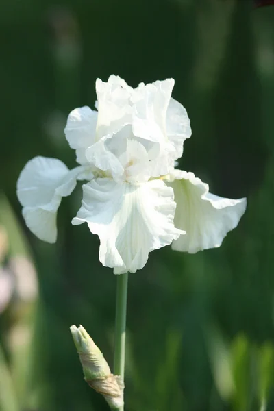 stock image White iris