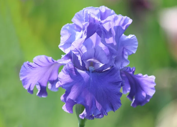 stock image Blue iris