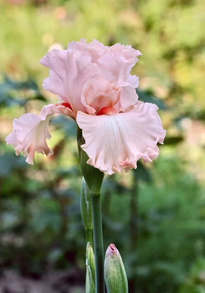 stock image Pink iris