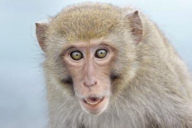 Monkey clipart