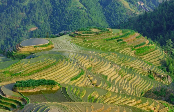 Καλλιέργειες ρυζιού, Longji (δράκος κορυφογραμμή) — Φωτογραφία Αρχείου