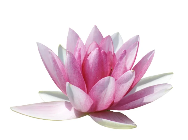 Pink water lili — Stock Photo, Image