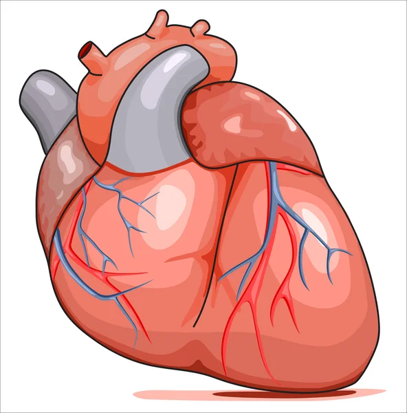 Coeur humain — Image vectorielle