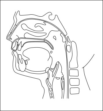 Oral cavity clipart