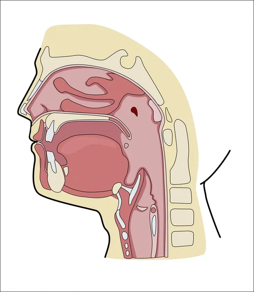 Cavità orale — Vettoriale Stock