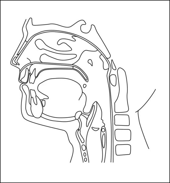 Cavità orale — Vettoriale Stock