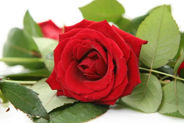 Claret rose — Stock Photo, Image
