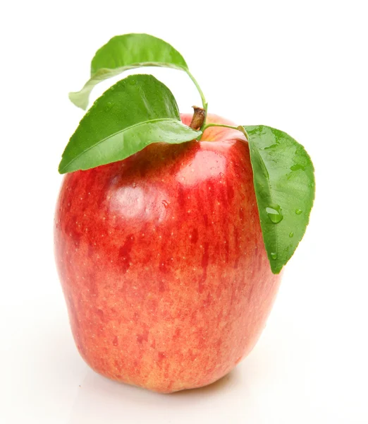Mogna äpple Stockbild