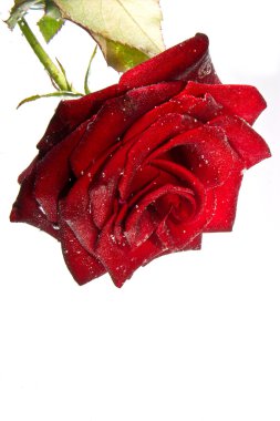 Underwater red rose flower clipart