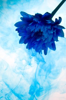 Blue chrysanthemum flower clipart