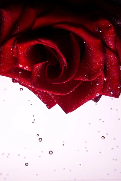 Onderwater rose — Stockfoto