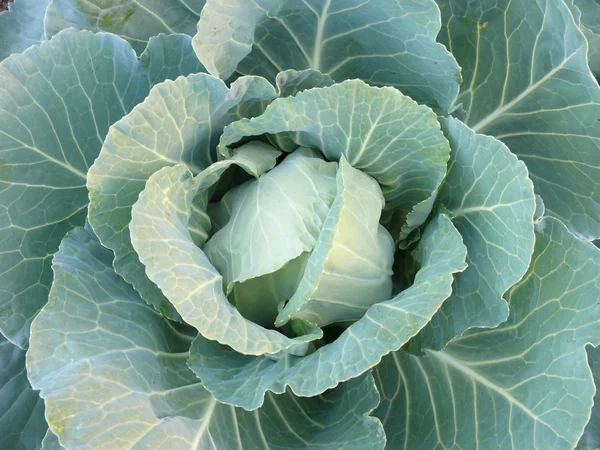 stock image Forks of the green cabbage