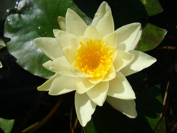 Yellow lily — Stock Photo, Image