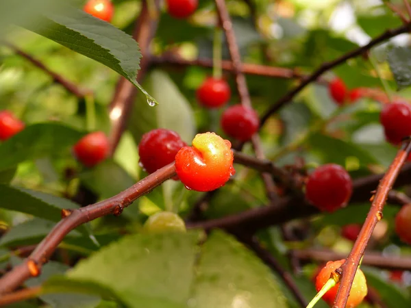 Ripe cherry on branch — Stock Photo, Image