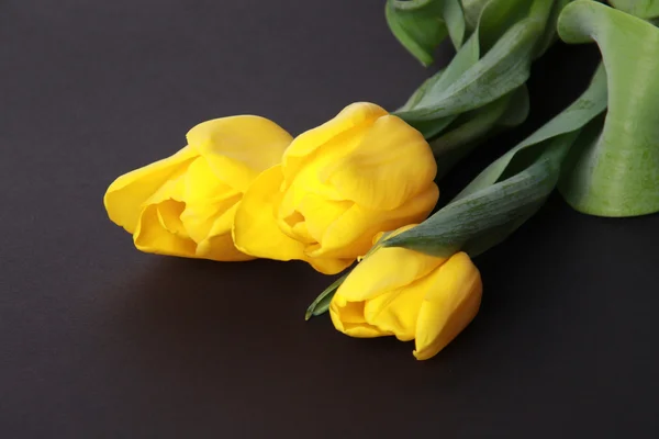 Tres tulipanes amarillos —  Fotos de Stock