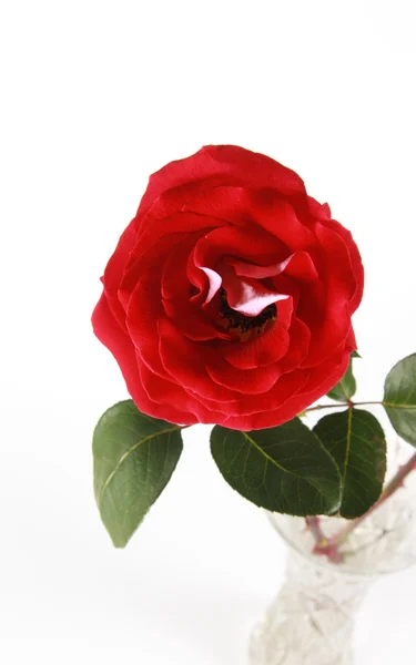 Червона троянда у вазі — стокове фото