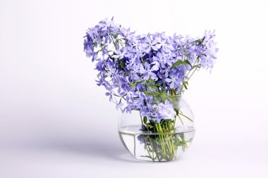 narin mavi çiçekler