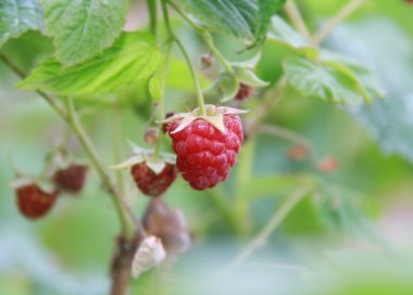 Raspberry-bush clipart