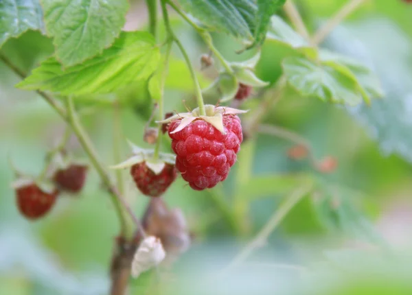 stock image Raspberry-bush