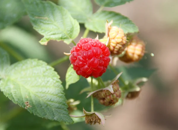 stock image Raspberry