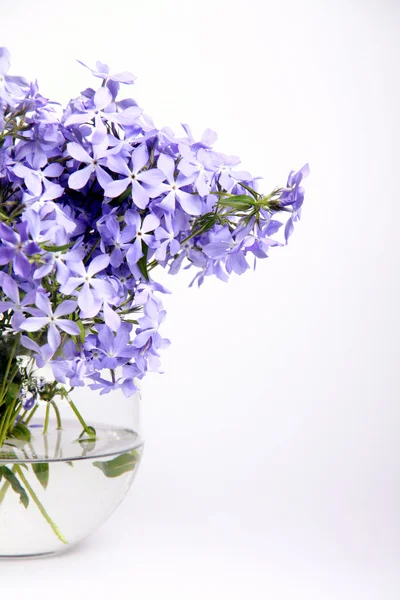 Delikatne niebieskie kwiaty — Zdjęcie stockowe