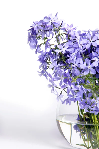 Fina blå blommor — Stockfoto