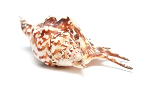 stock image Shell