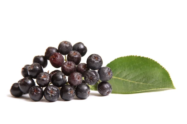 Aronia - Black Choke-berry (Aronia melanocarpa) — Stock Photo, Image