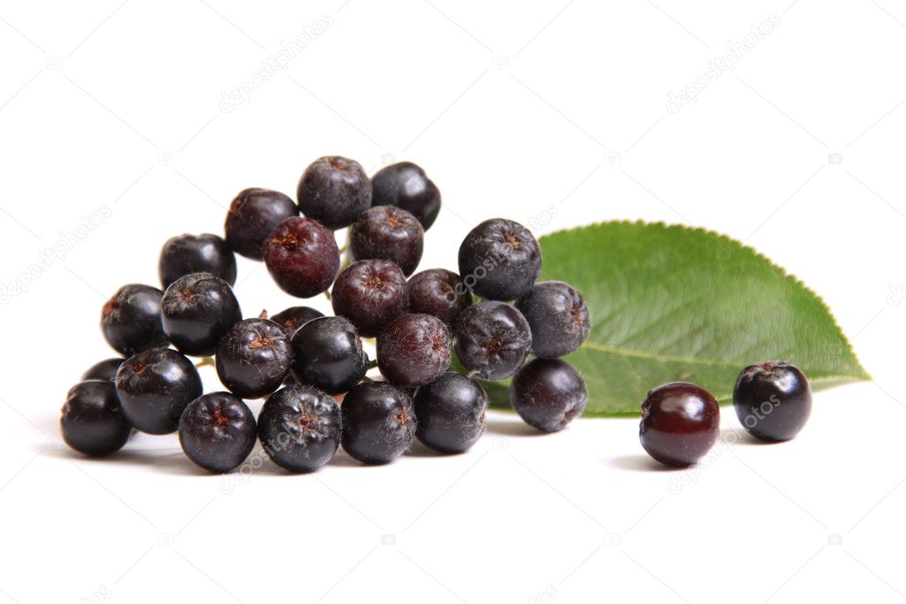 Black ashberry