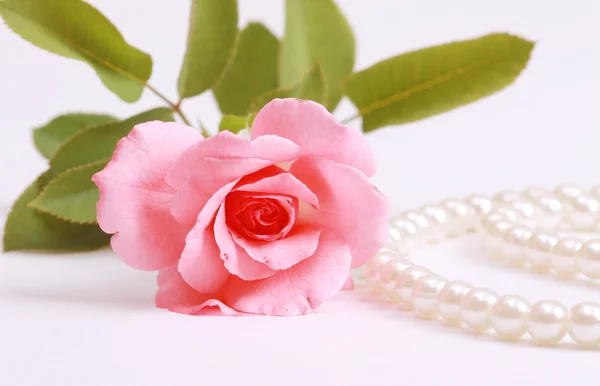 Rose with pearls — Stock Photo, Image