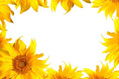 Sunflower on white clipart