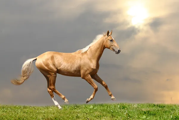 Konia Palomino — Zdjęcie stockowe