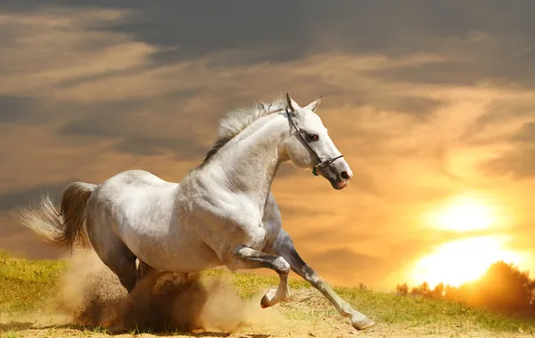 White stallion — Stock Photo, Image