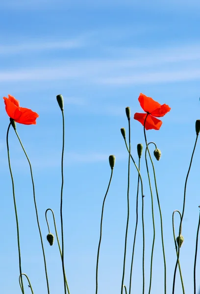 Red poppies in the blue sky — Stock Photo, Image