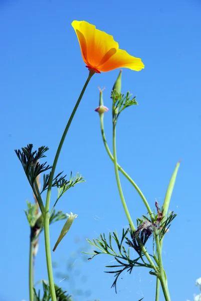 Eschscholzia californica — Stock fotografie