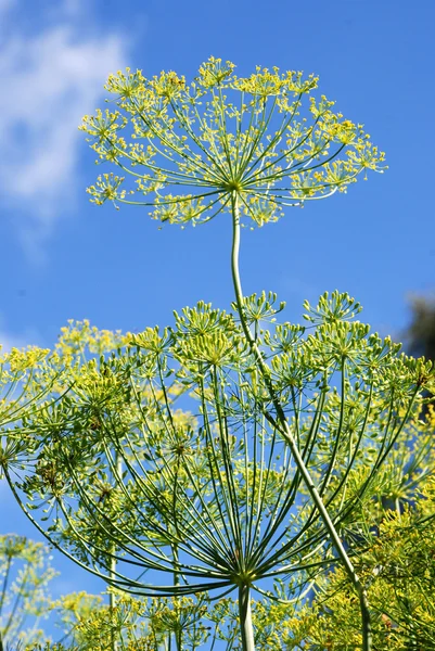 stock image Golden dill close-up