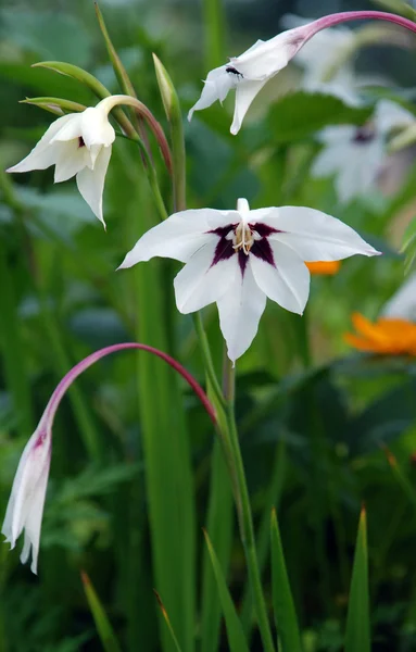 stock image Acidanthera