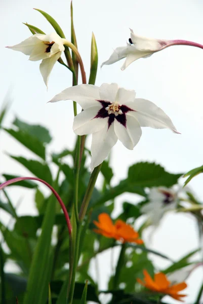 stock image Acidanthera