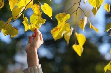 Woman's hand touching yellow leaves clipart