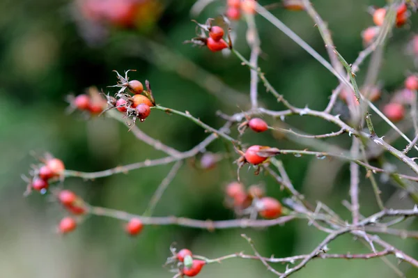 Red wild rose hips — Stock Photo, Image