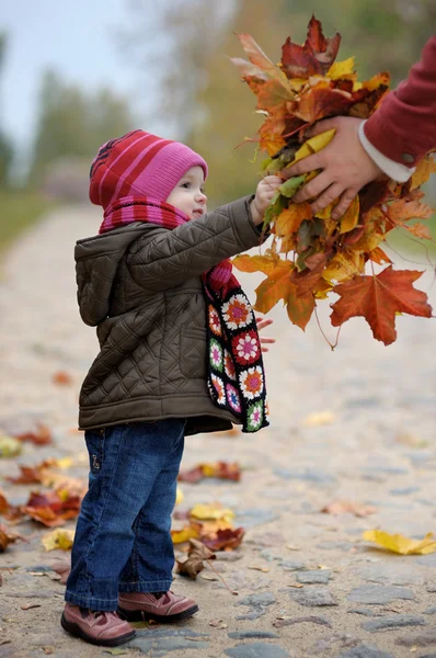 Baby taking a bunch of maple leaves — Stock Photo, Image