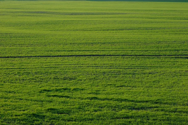 Groen grasveld — Stockfoto