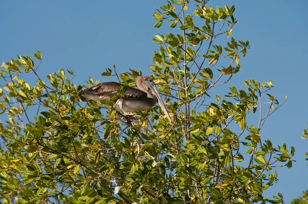 Pelicano na árvore — Fotografia de Stock