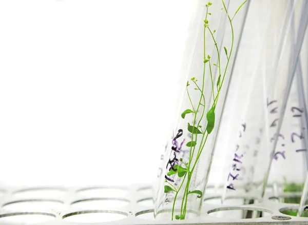 Arabidopsis bitkiler — Stok fotoğraf