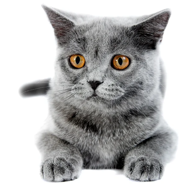 Britse kitten — Stockfoto