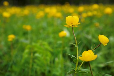 Siberian globeflower clipart