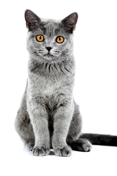Britské kotě — Stock fotografie