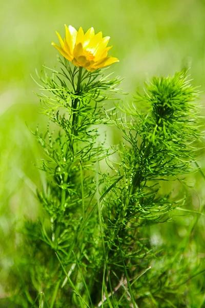 Globeflower siberiano — Fotografia de Stock